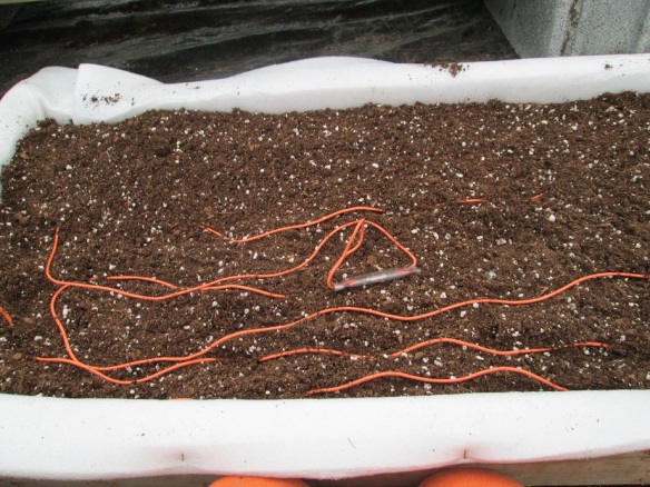 Painstakingly setting up the soil heating cables in the tomato and pepper propagation box. The wires can't touch or cross or they short out (or so I've heard). 