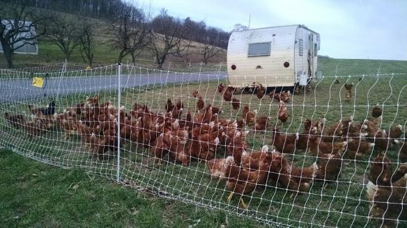 chicken fence move