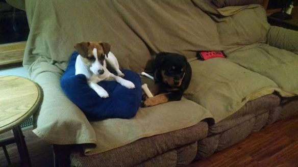 couch puppies