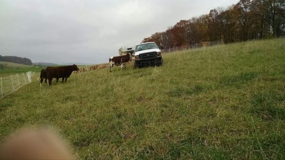 During our last move of the chickens, all the cows decided to come lick Reuben's truck.